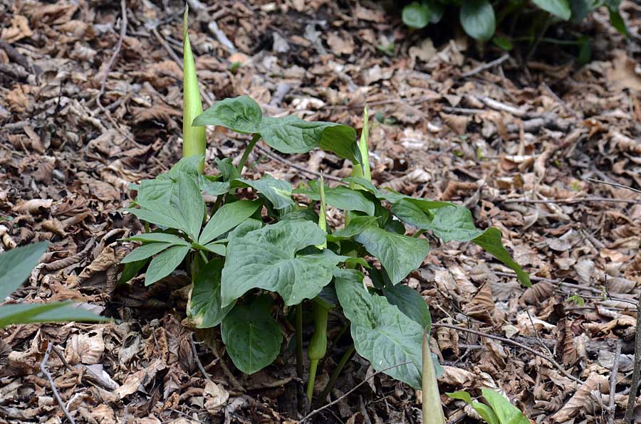 Arum maculatum / Gigaro scuro